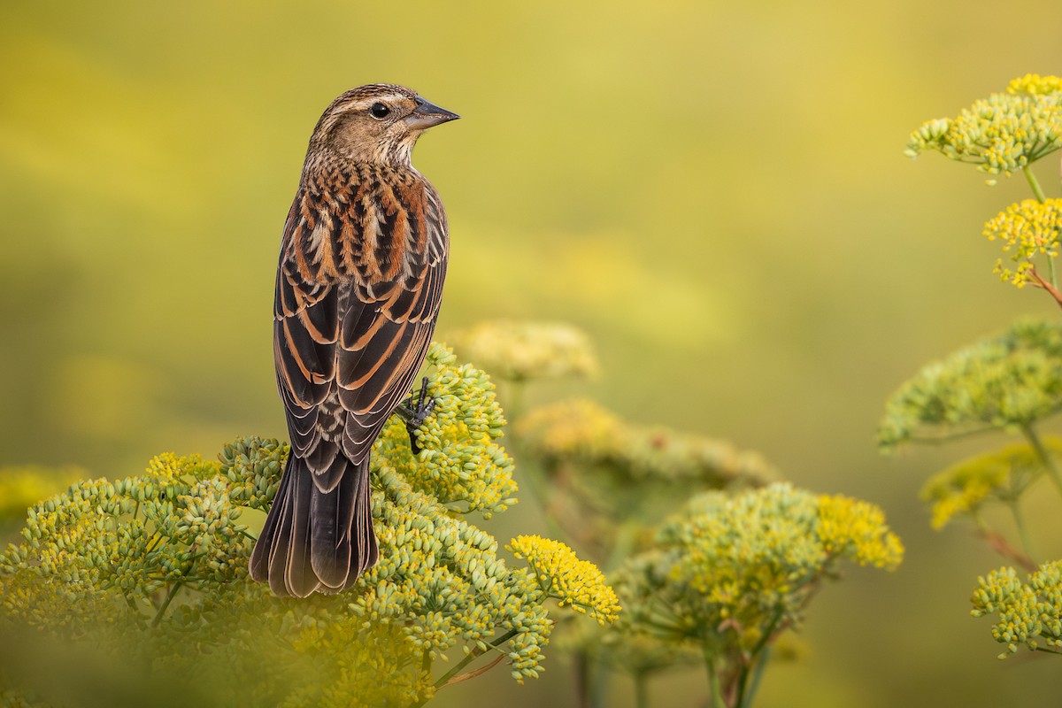 rødvingetrupial - ML644121885