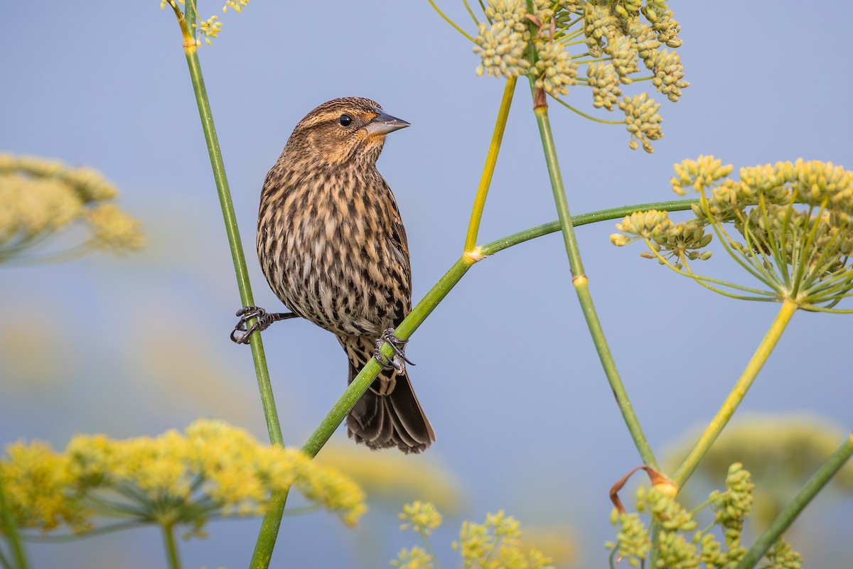 rødvingetrupial - ML644121886