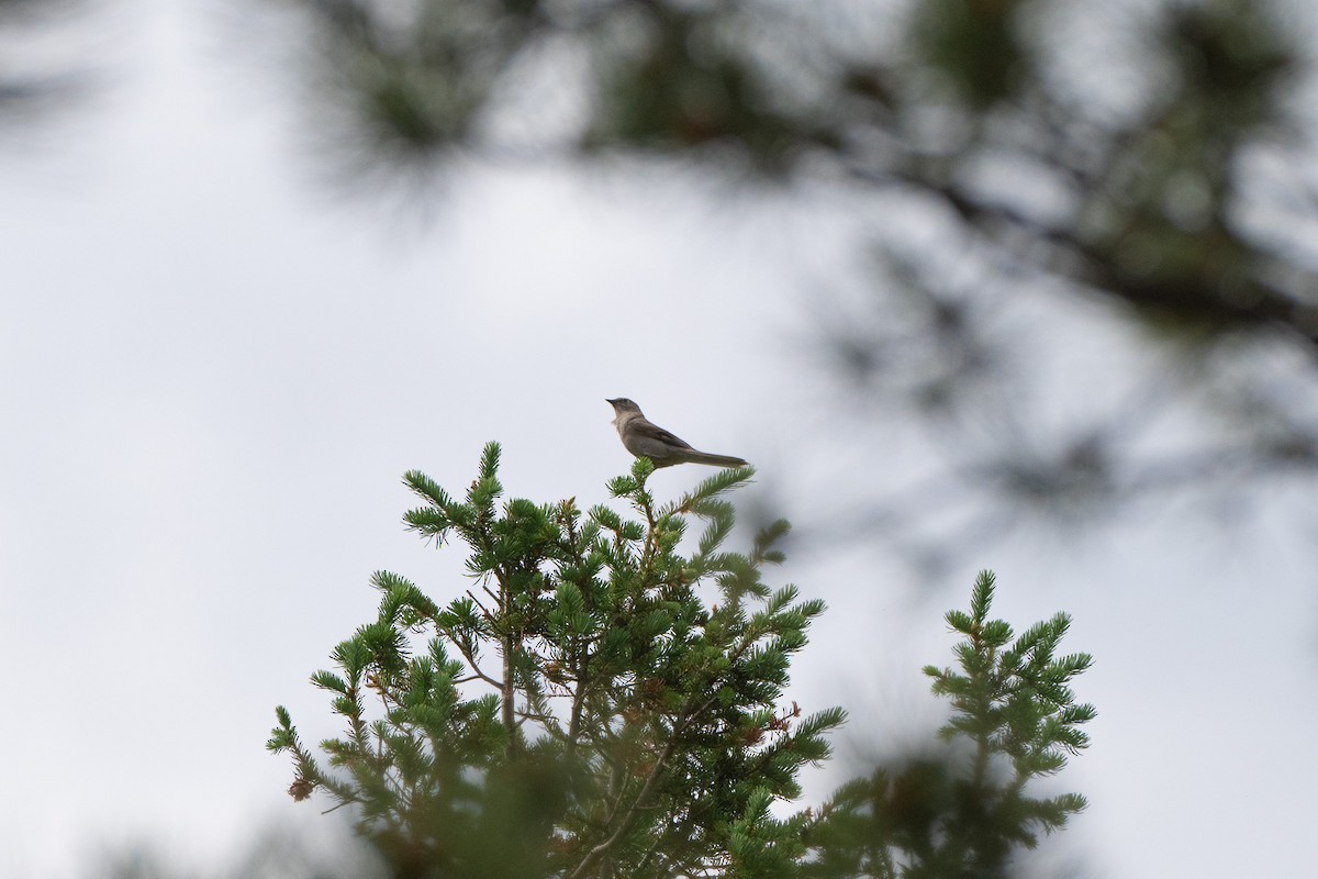 Townsend's Solitaire - ML644121891