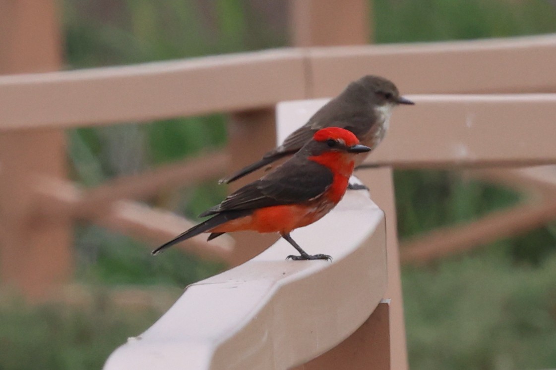 Vermilion Flycatcher - ML644121912