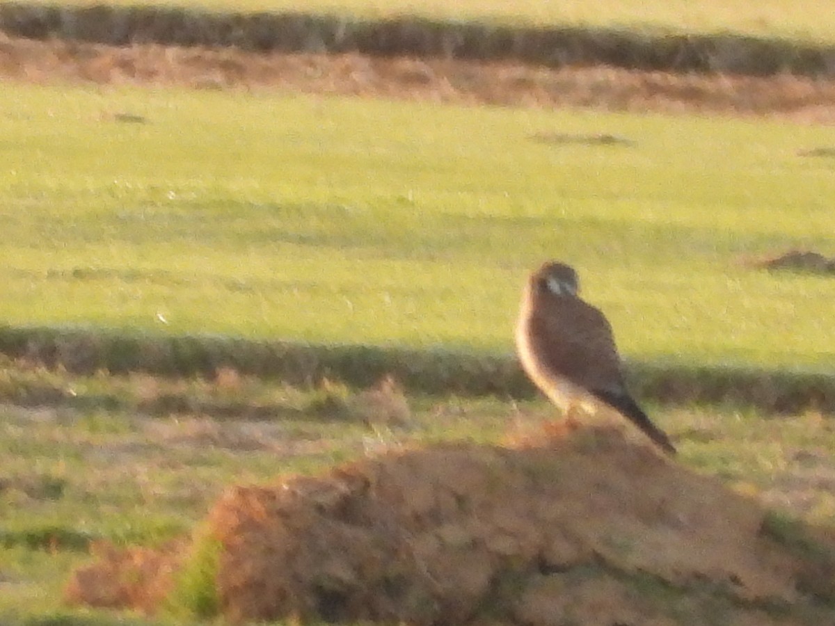 American Kestrel - ML644121914