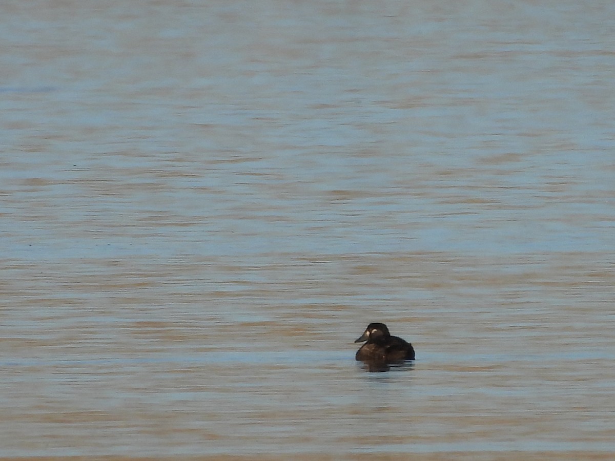 Surf Scoter - ML644121916