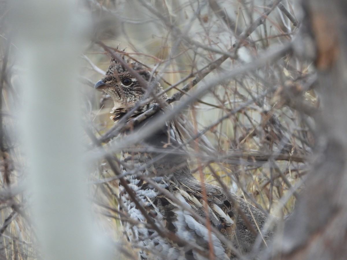 Ruffed Grouse - ML644121960