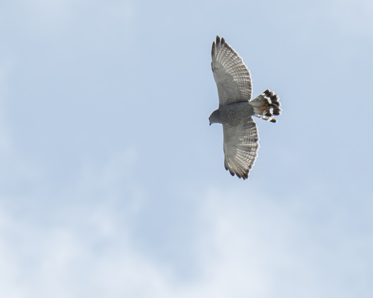 Канюк мексиканський - ML644121965