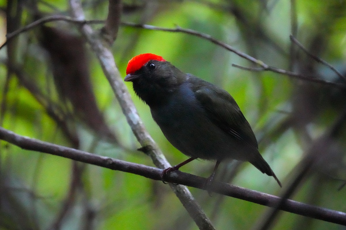 Swallow-tailed Manakin - ML644121968