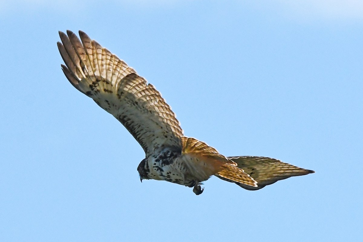 Red-tailed Hawk - ML644121971