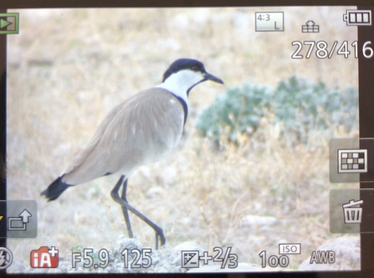 Vanneau à éperons - ML644121972