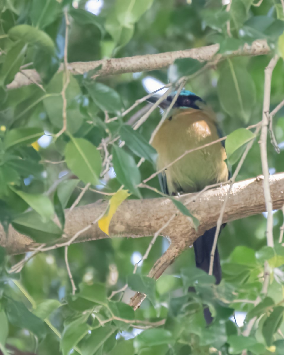 Lesson's Motmot - ML644121976