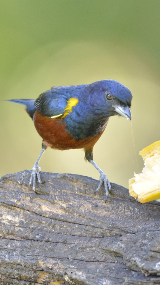 Chestnut-bellied Euphonia - ML644121979