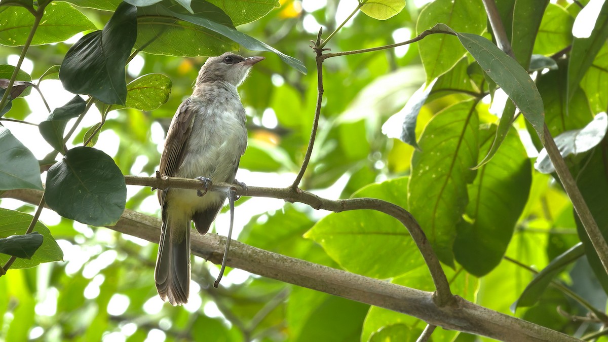 Yellow-vented Bulbul - ML644121982