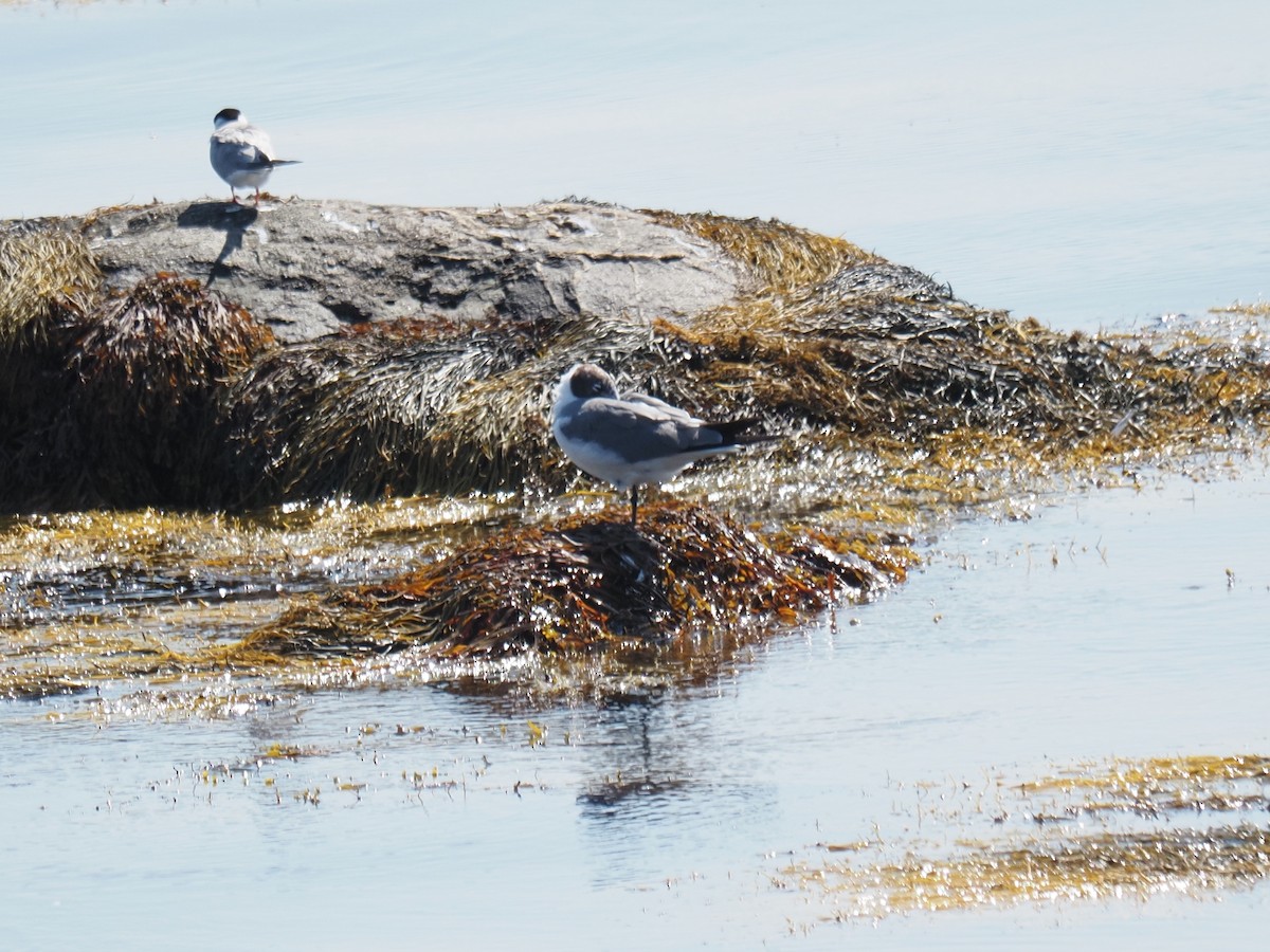 Gaviota Guanaguanare - ML644121983
