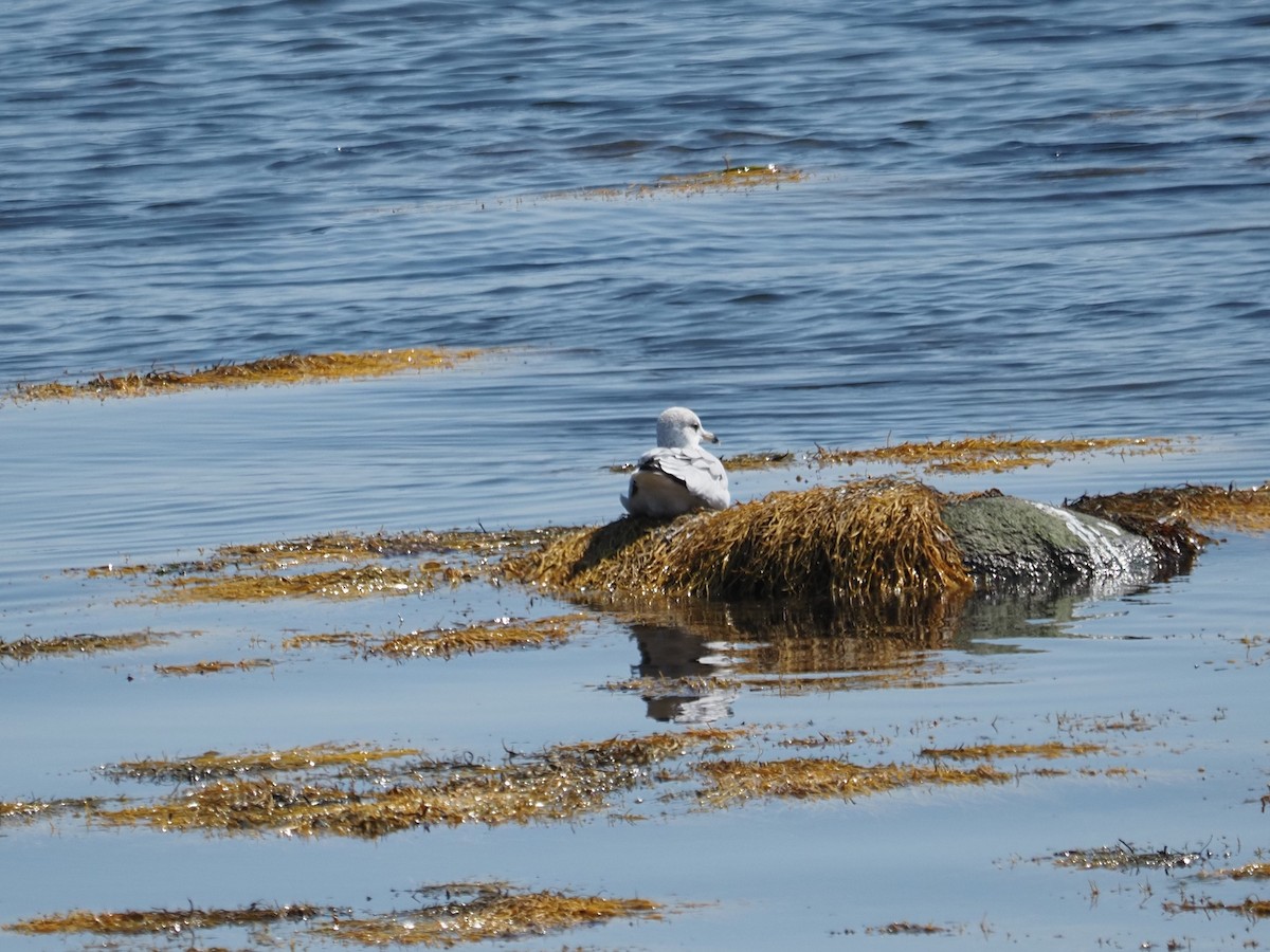 Gaviota Guanaguanare - ML644121984