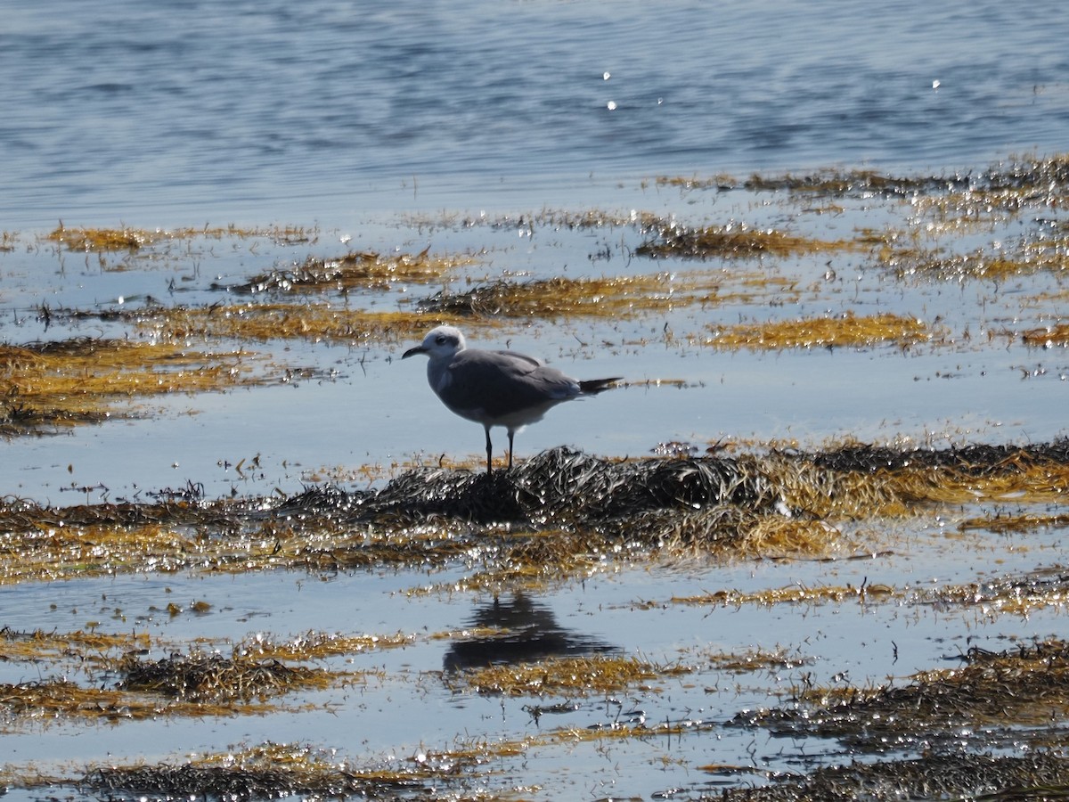 Gaviota Guanaguanare - ML644121985