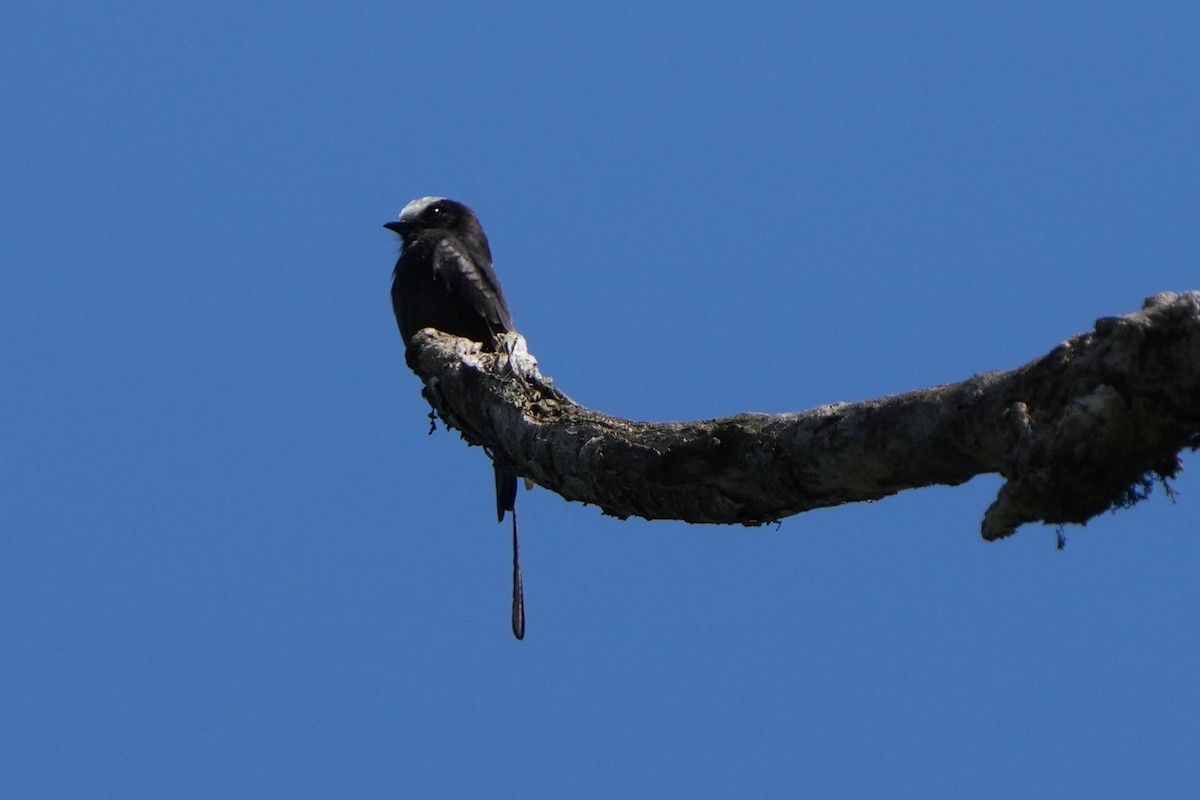 Moucherolle à longs brins - ML644121986