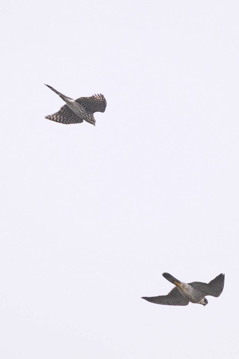 Cooper's Hawk - ML644121987