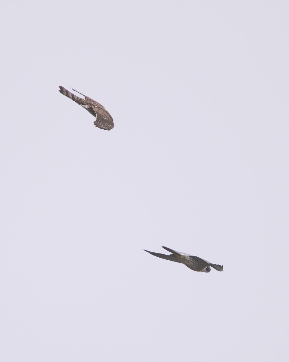 Cooper's Hawk - ML644121988