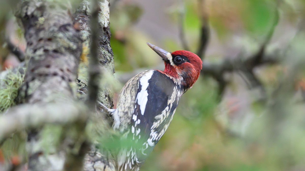 Red-breasted Sapsucker - ML644121999