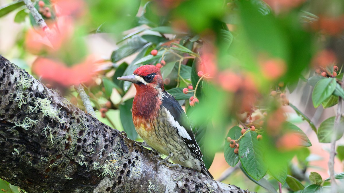 Red-breasted Sapsucker - ML644122000