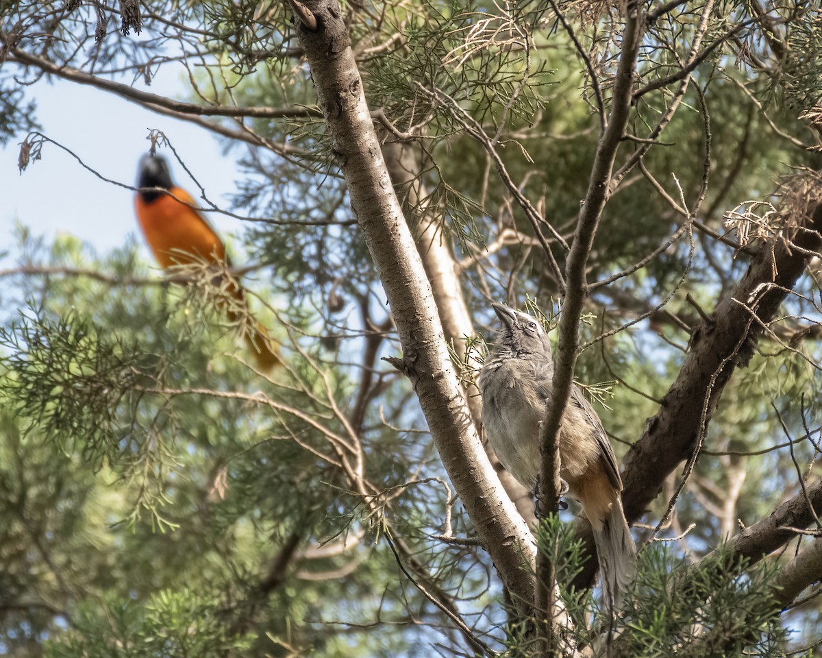 Cinnamon-bellied Saltator - ML644122003