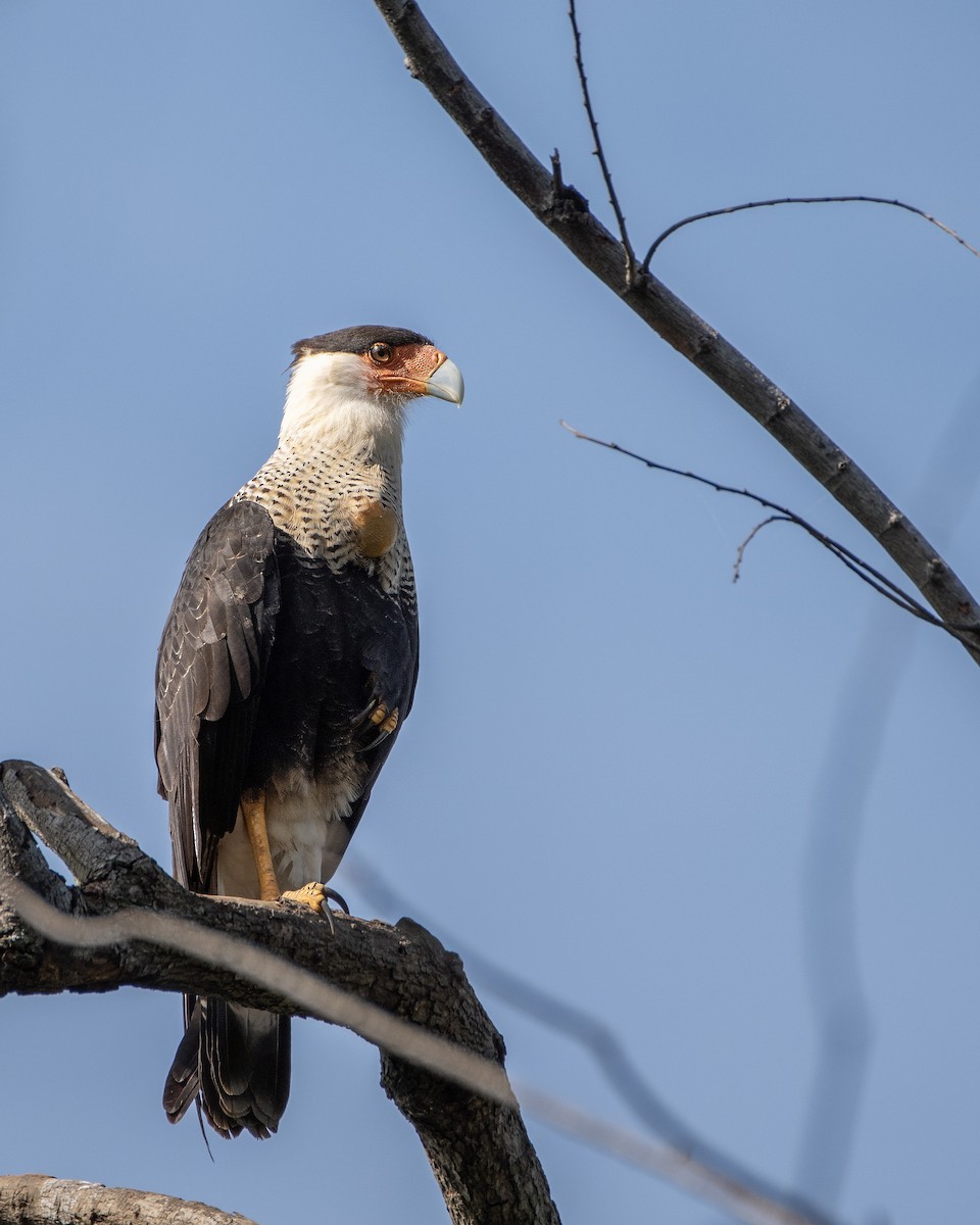 Caracara Carancho - ML644122010