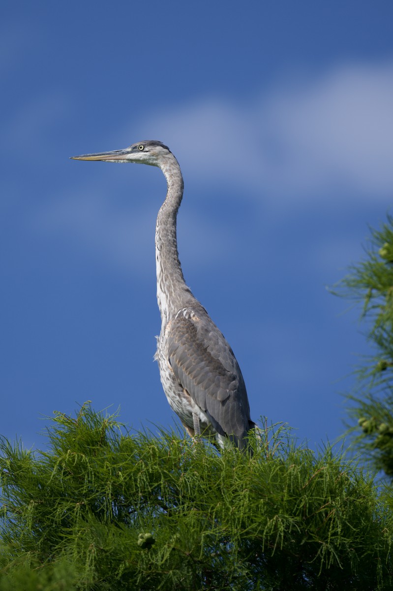 Garza Azulada - ML644122018