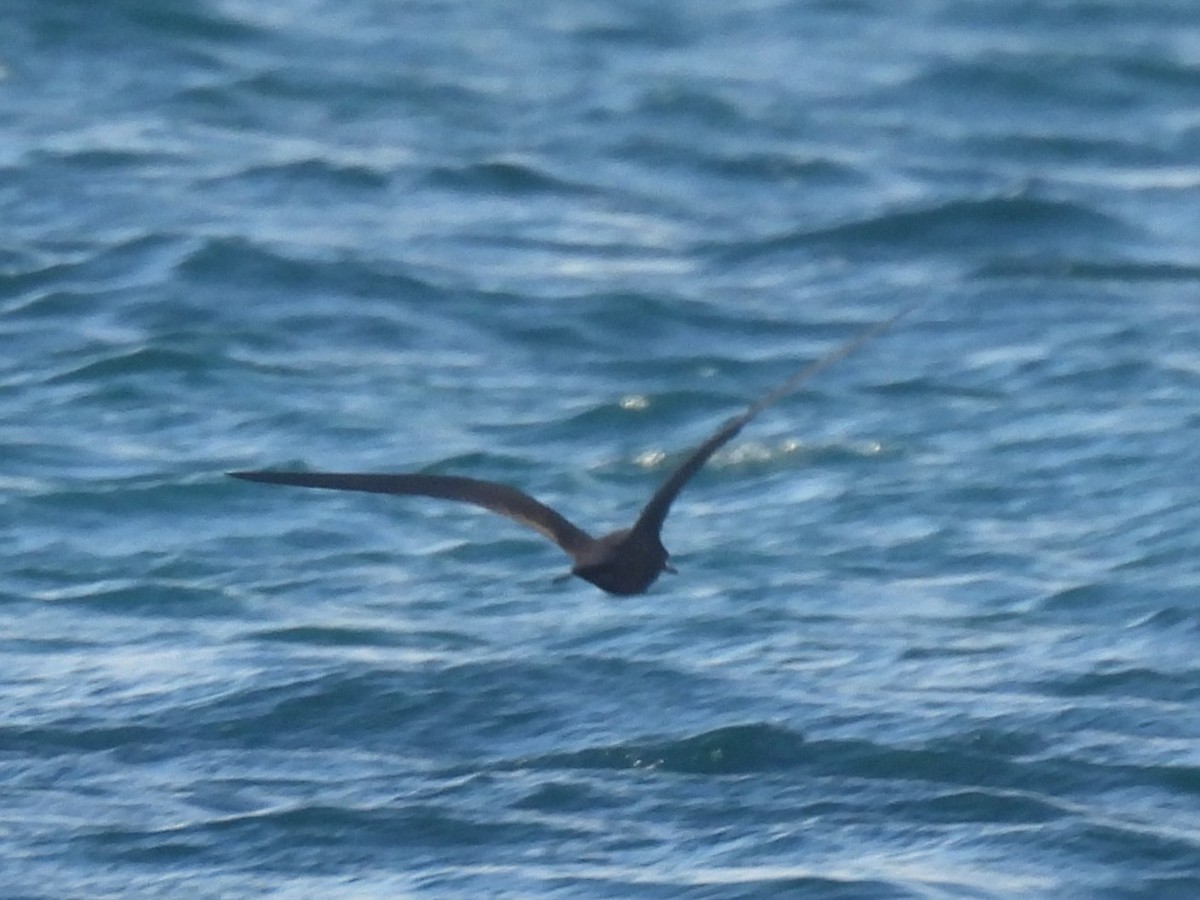 Puffin des Galapagos - ML644122030