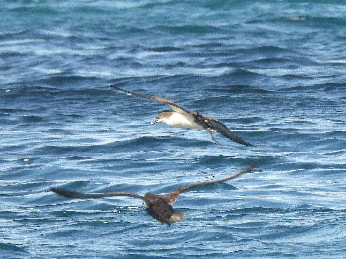 Puffin des Galapagos - ML644122031