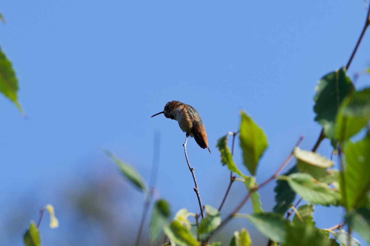 Allen's Hummingbird - ML644122035