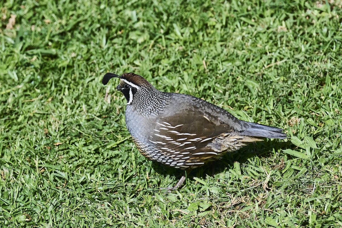 California Quail - ML644122042
