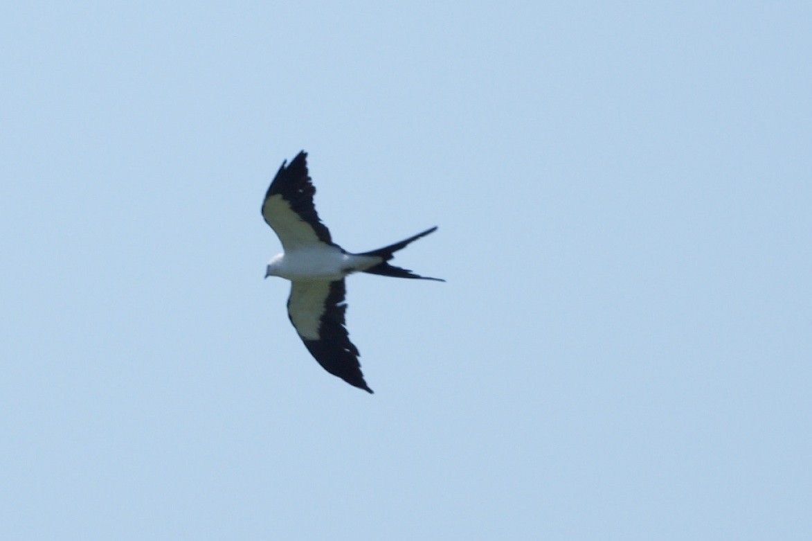 Swallow-tailed Kite - ML644122044