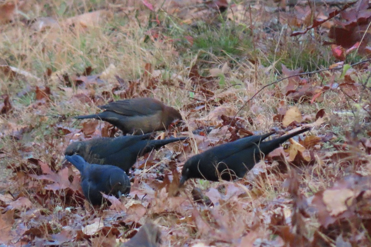 Rusty Blackbird - ML644122053