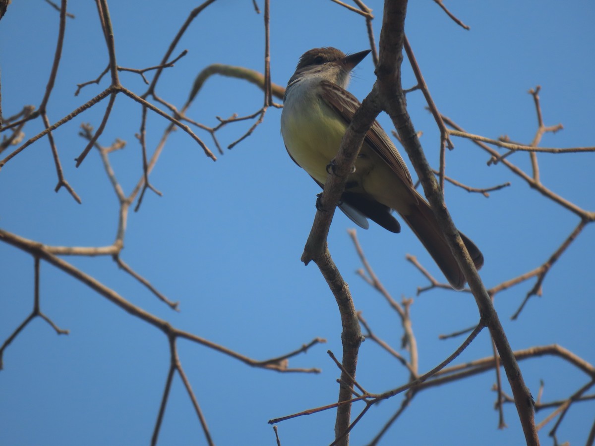 Short-crested Flycatcher - ML644122061