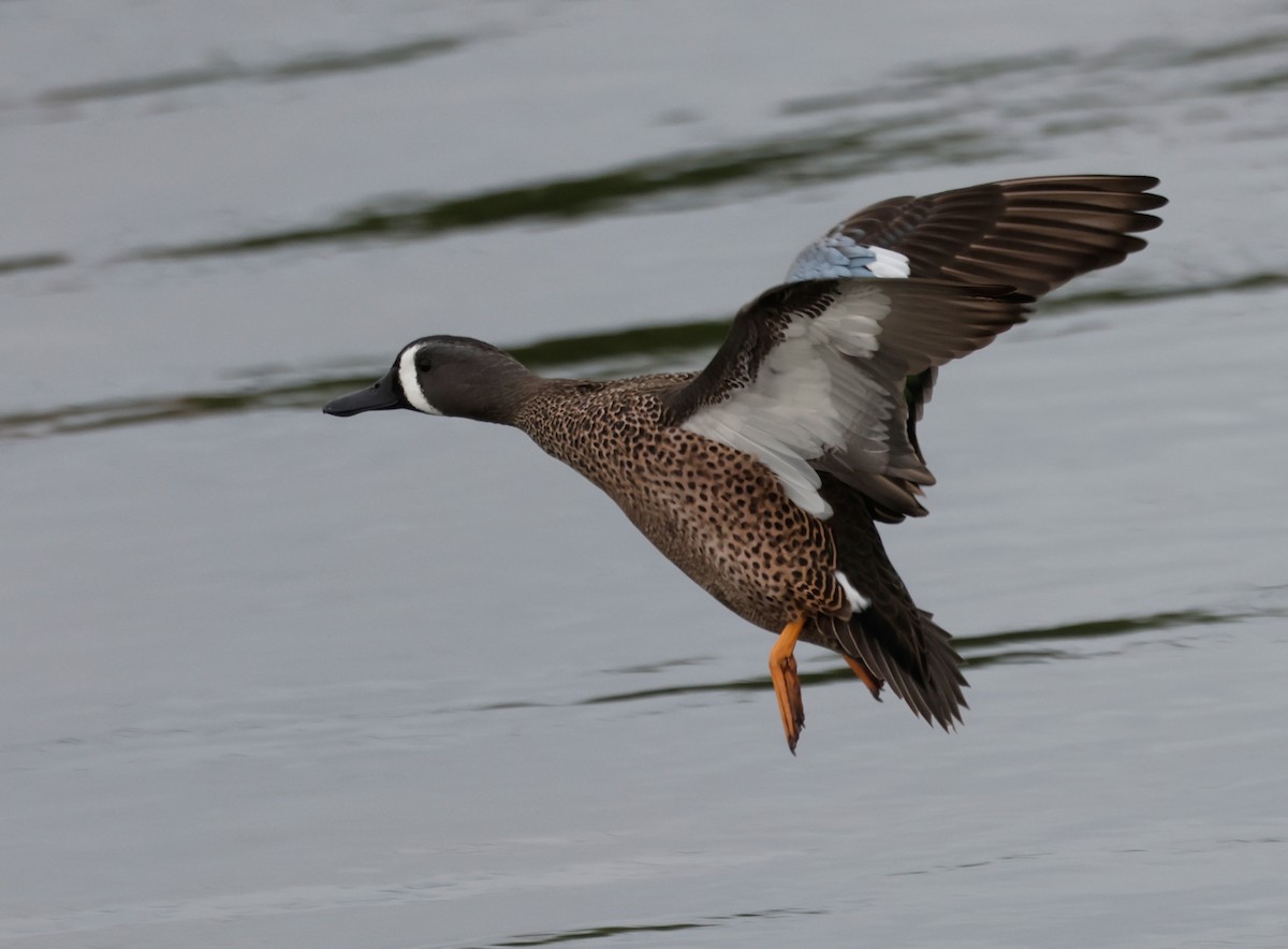 Blue-winged Teal - ML644122062