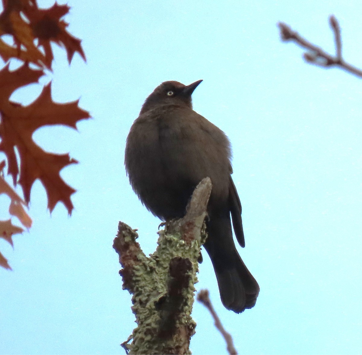 Rusty Blackbird - ML644122064