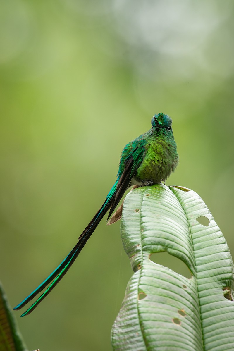 Long-tailed Sylph - ML644122066