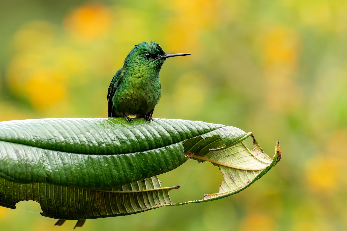 Long-tailed Sylph - ML644122067
