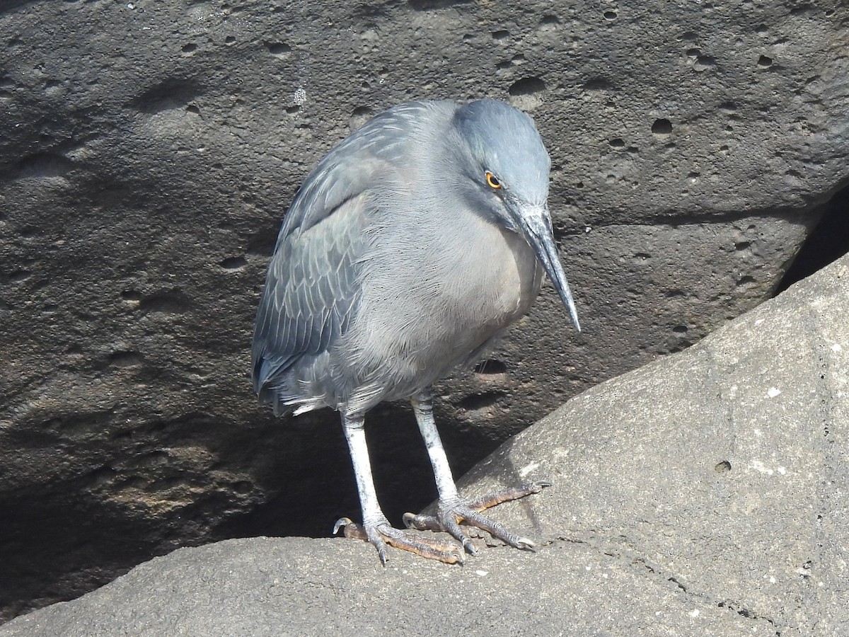 Striated Heron (Galapagos) - ML644122068