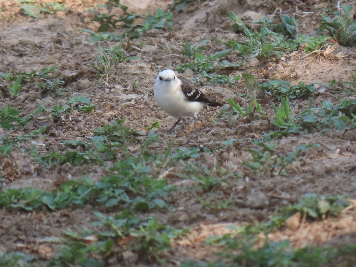 Black-backed Water-Tyrant - ML644122069