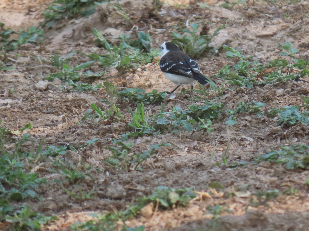 Black-backed Water-Tyrant - ML644122070