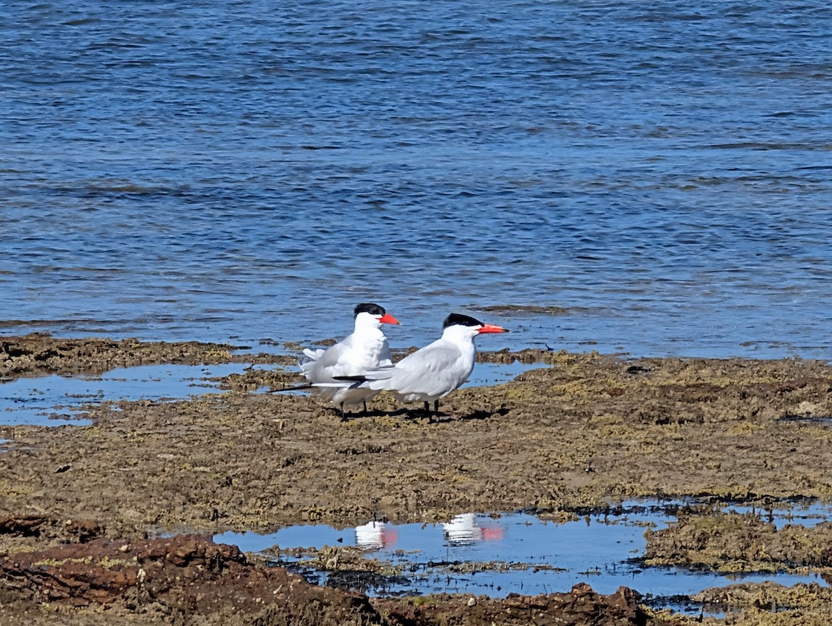 Caspian Tern - ML644122071