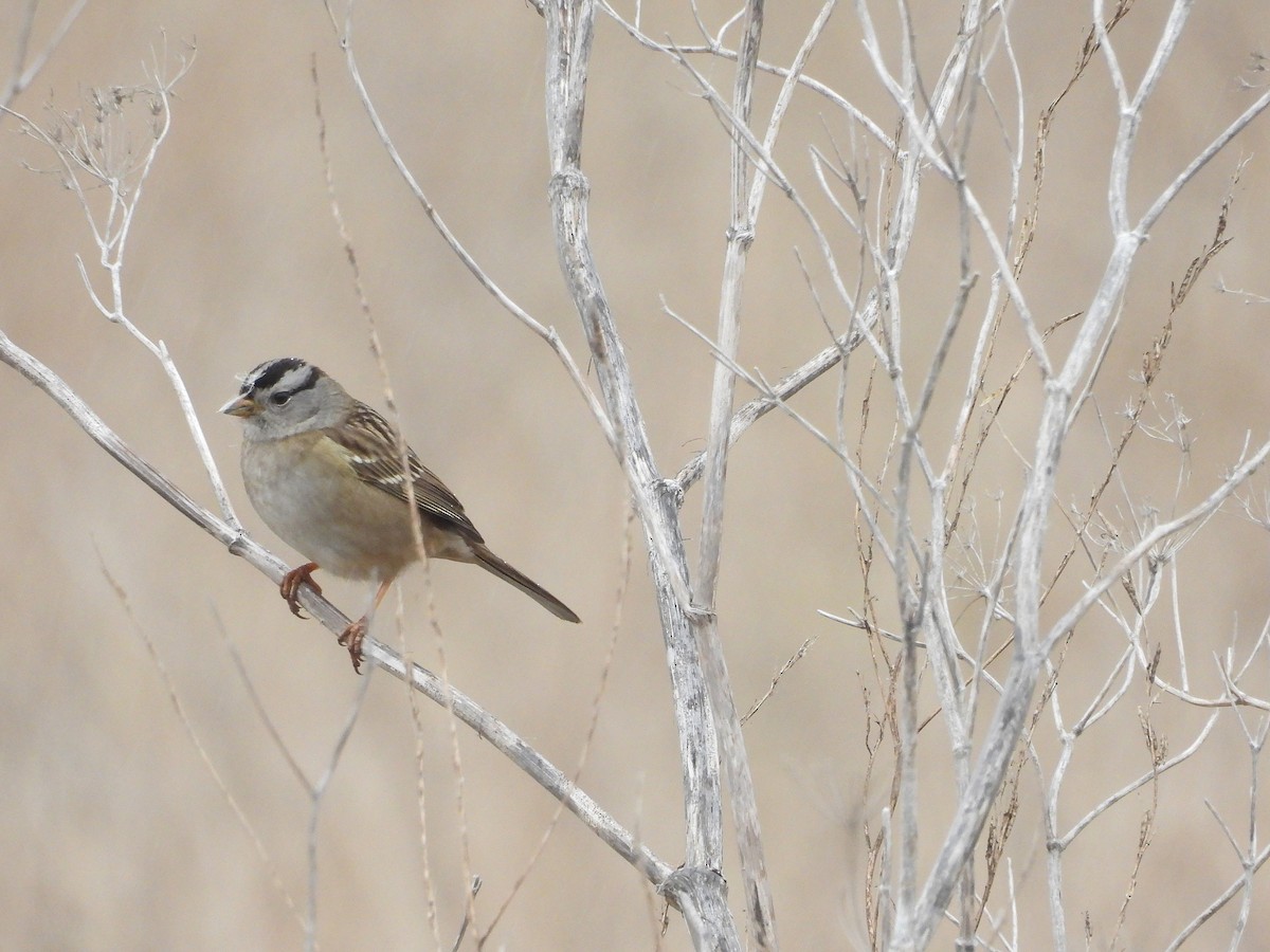 White-crowned Sparrow - ML644122075