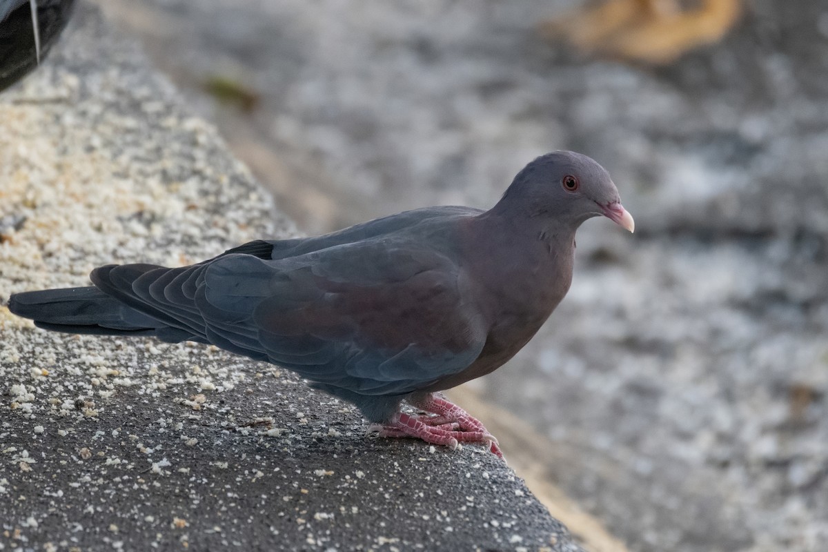 Red-billed Pigeon - ML644122076