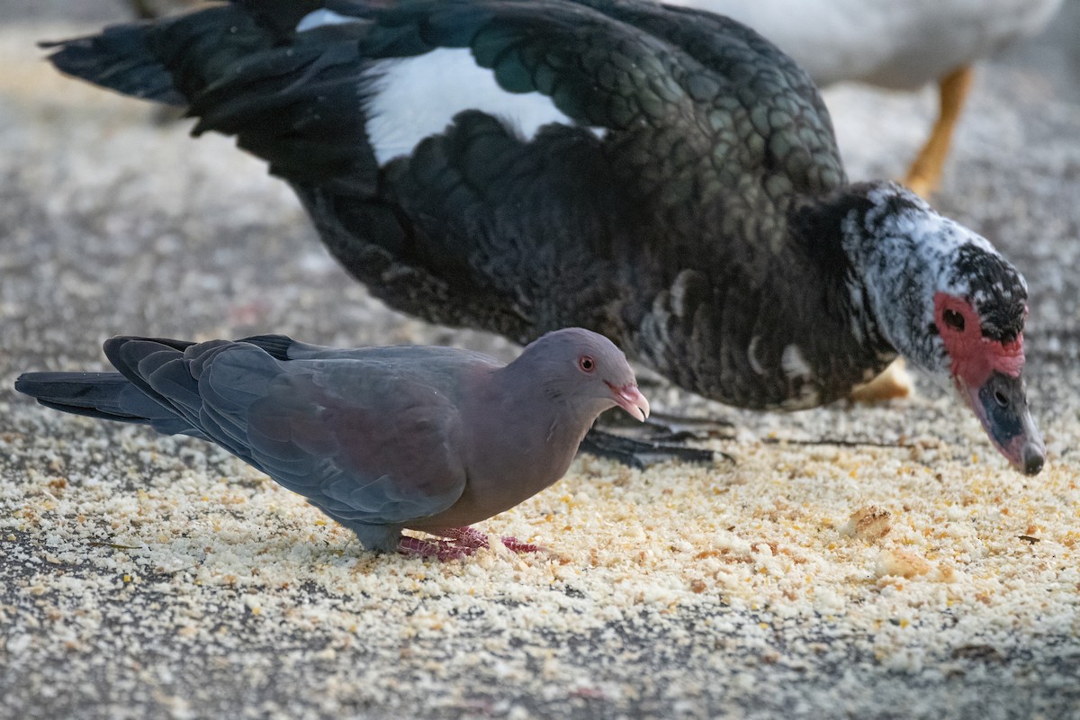 Red-billed Pigeon - ML644122077