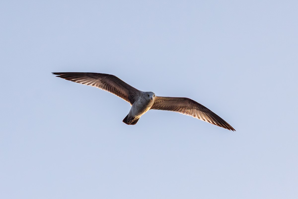 Ring-billed Gull - ML644122078