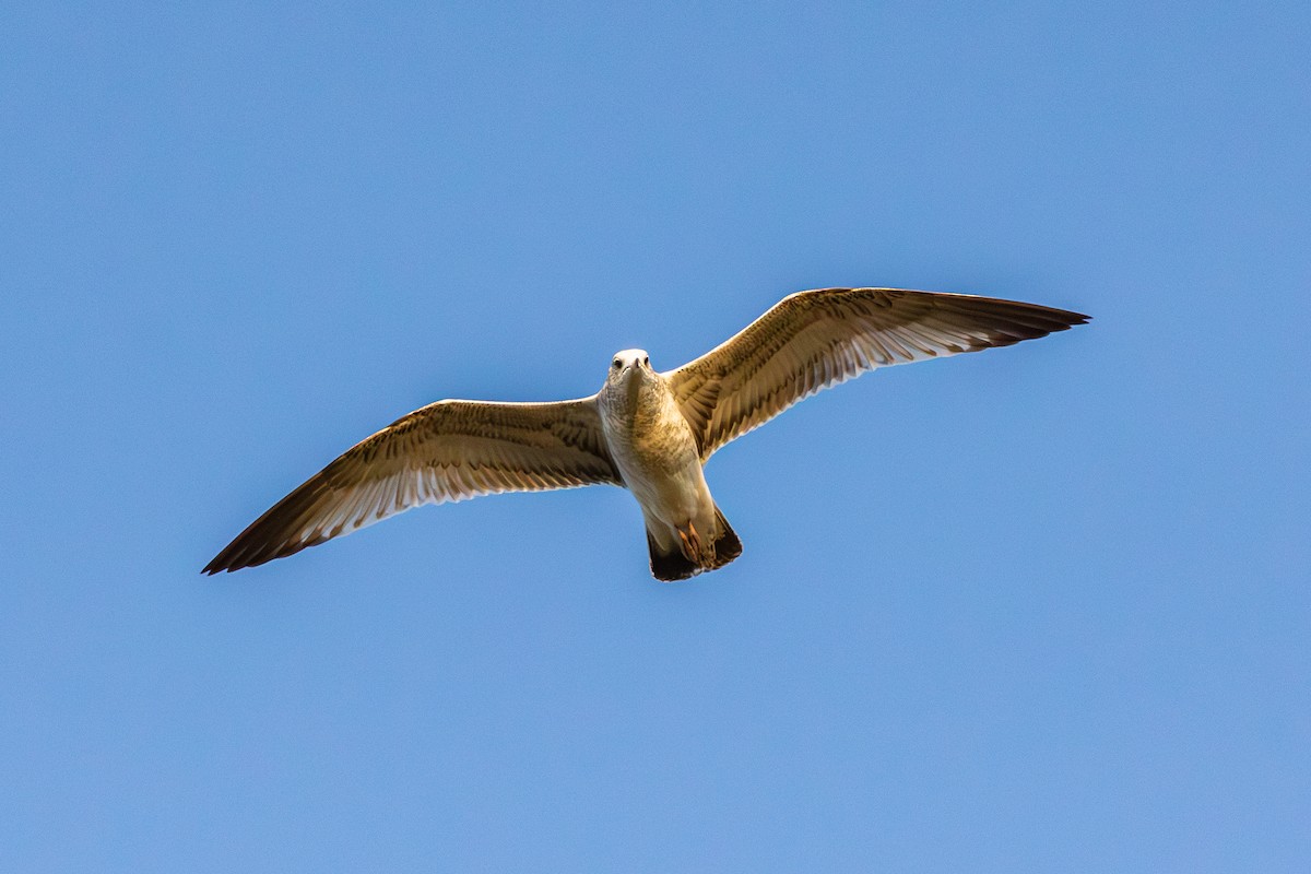 Ring-billed Gull - ML644122079