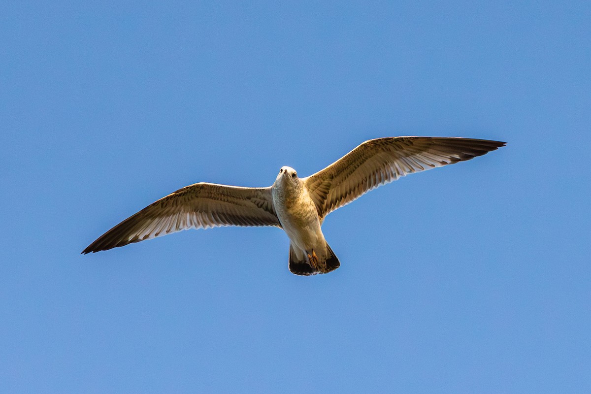 Ring-billed Gull - ML644122080