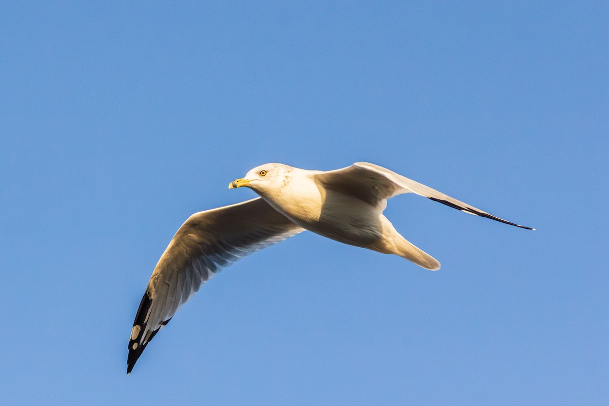 Ring-billed Gull - ML644122081