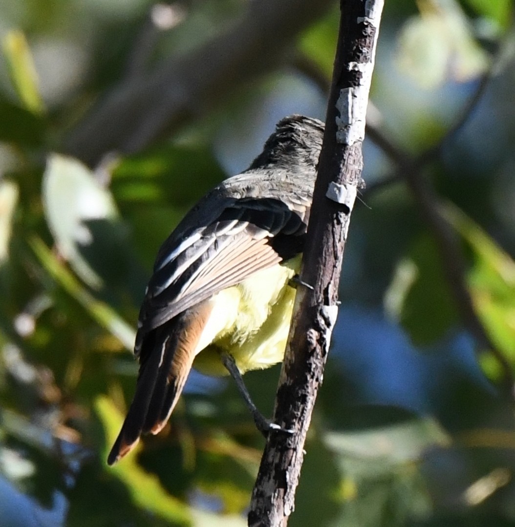 Great Crested Flycatcher - ML644122083