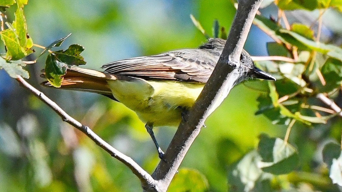 Great Crested Flycatcher - ML644122084