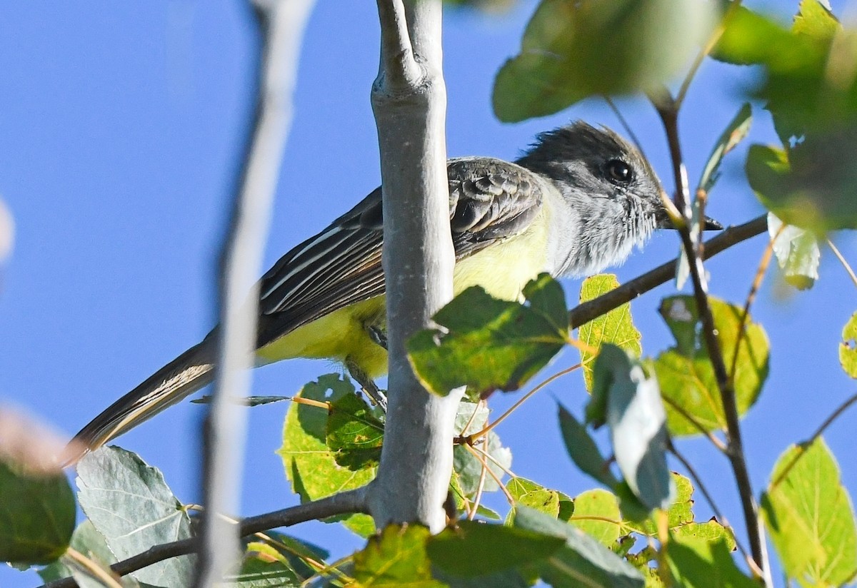 Great Crested Flycatcher - ML644122085